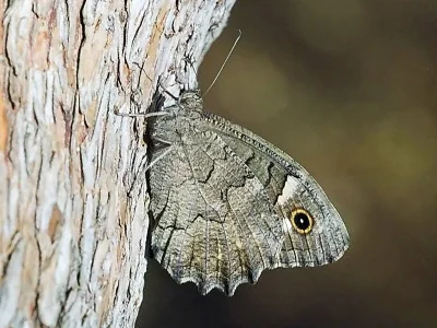 Hipparchia (Neohipparchia) fatua