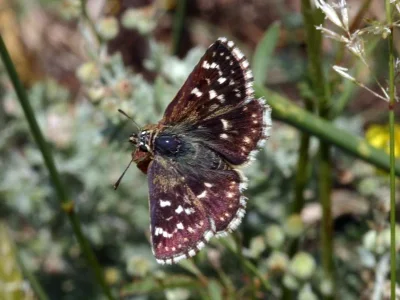 Spialia orbifer