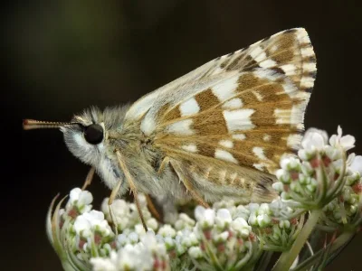 Pyrgus armoricanus