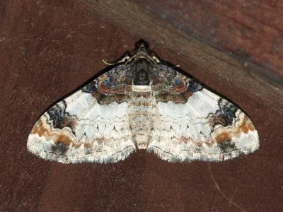 Catarhoe cuculata