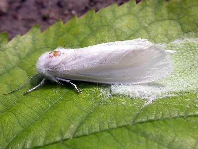 Hyphantria cunea