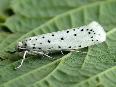 Yponomeuta cagnagella