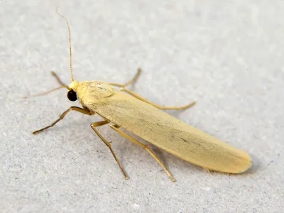 Eilema (Manulea) pygmaeola