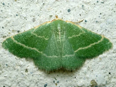 Microloxia herbaria