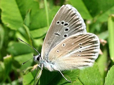 Polyommatus (Agrodiaetus) damon