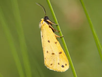 Setina roscida