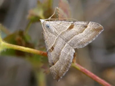 Aplocera columbata