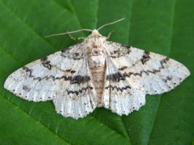 Ascotis selenaria