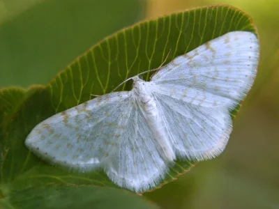 Asthena albulata
