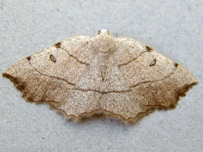 Eilicrinia trinotata