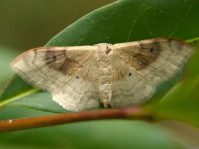Idaea degeneraria