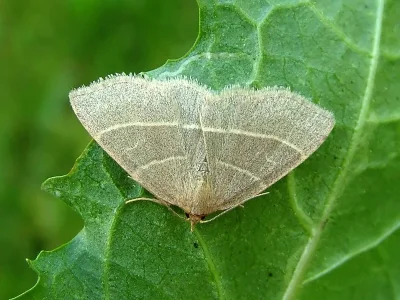 Trisateles emortualis