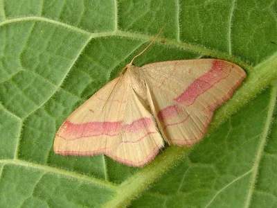 Rhodostrophia vibicaria