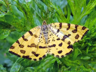 Pseudopanthera macularia