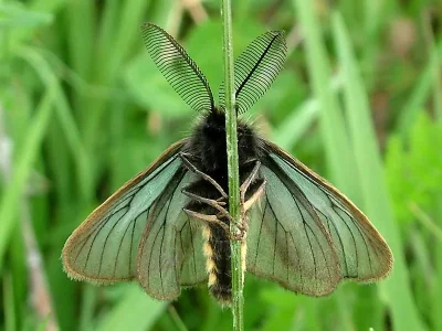 Penthophera morio