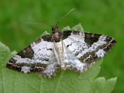 Melanthia procellata