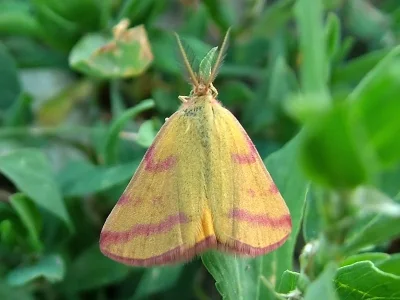 Lythria purpuraria