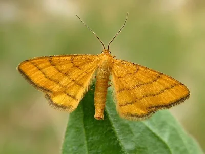 Idaea aureolaria