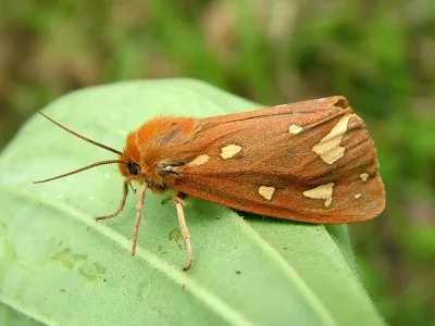 Arctia aulica