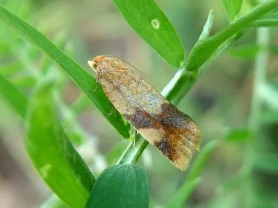 Aphelia (Zelotherses) ferugana