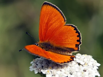 Lycaena (Heodes) virgaureae