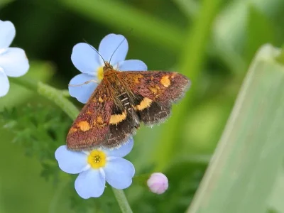 Pyrausta aurata