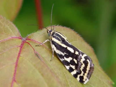 Acontia (Emmelia) trabealis