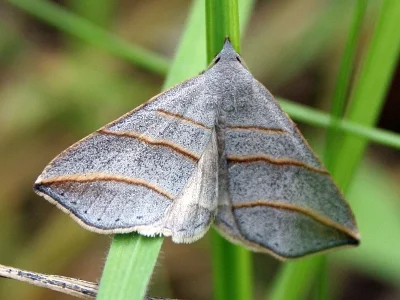Colobochyla salicalis
