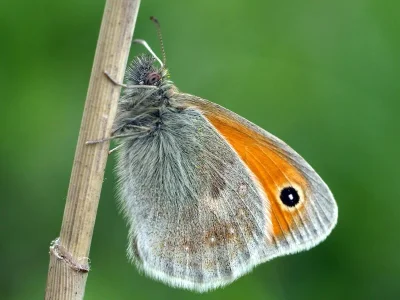 Coenonympha pamphilus