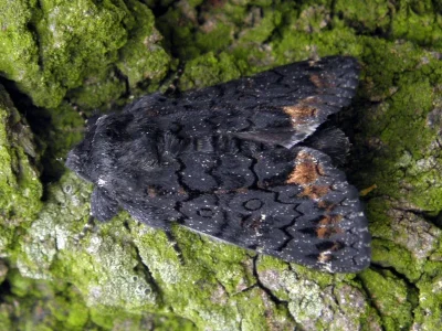 Catephia alchymista