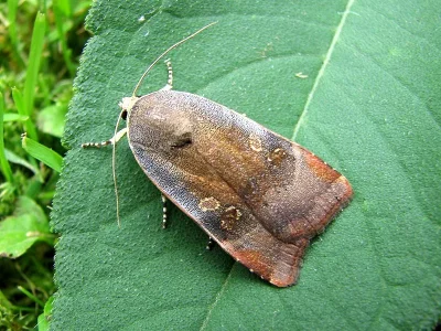 Noctua janthe