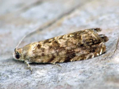 Grapholita (Aspila) lobarzewskii