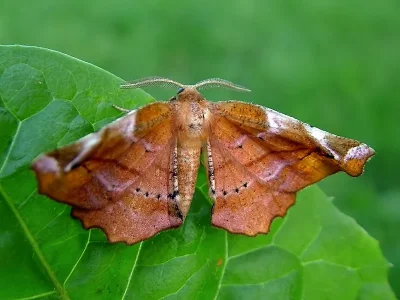 Apeira syringaria