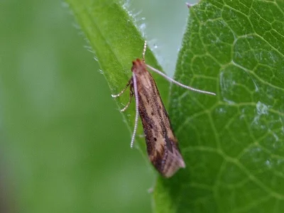 Metzneria metzneriella