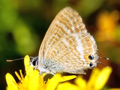 Lampides boeticus