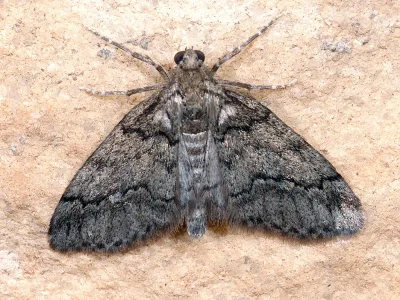 Tephronia lepraria