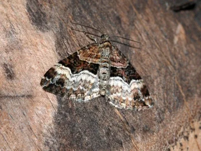 Xanthorhoe biriviata