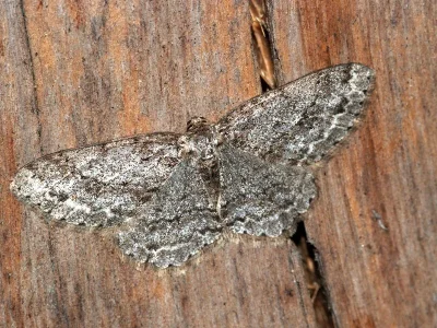 Ectropis crepuscularia