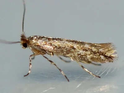 Phyllonorycter issikii