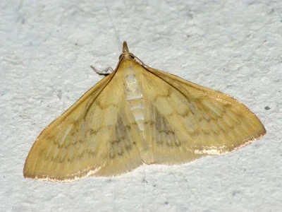 Paratalanta hyalinalis