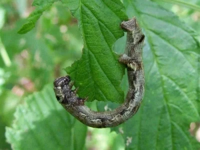 Ectropis crepuscularia