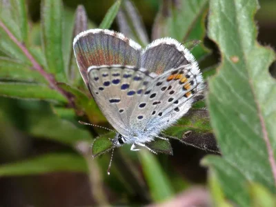 Pseudophilotes vicrama schiffermuelleri