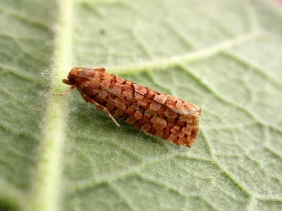 Lozotaeniodes formosana