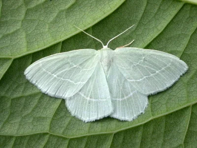 Hemistola chrysoprasaria