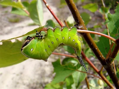Cerura (Cerura) vinula