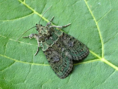 Cryphia (Euthales) algae