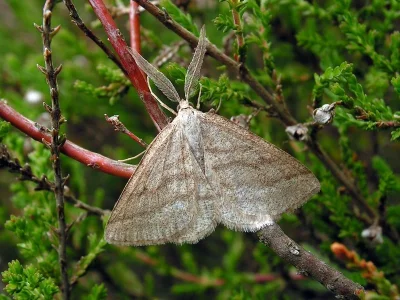 Perconia strigillaria