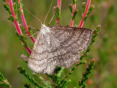 Perconia strigillaria
