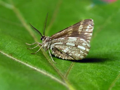Narraga fasciolaria