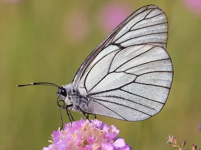 Aporia crataegi